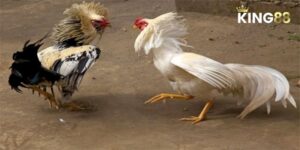 Đá Gà C2 - Tổng Quan Và Phân Tích Chiến Thuật Toàn Diện