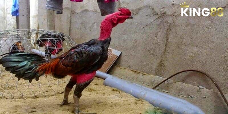 Đá Gà Chọi - Công Thức Chiến Thắng Từ Chuyên Gia 1 Đá Gà Chọi - Bí Kíp Chiến Thắng Và Hướng Dẫn Cụ Thể